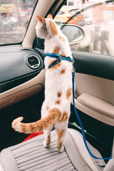 cat sitting on the car