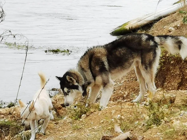 a dog in the mountains