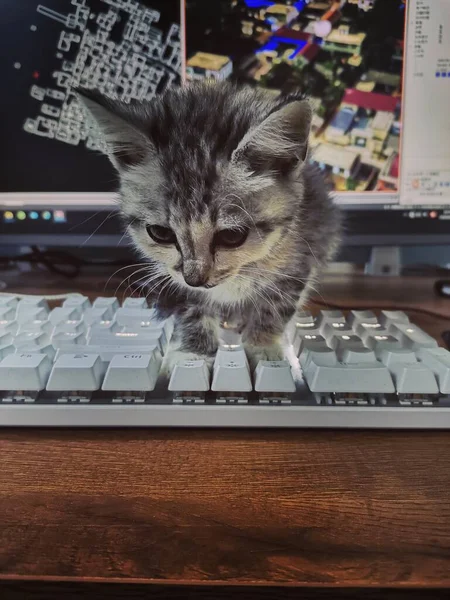 cat with a laptop on the table