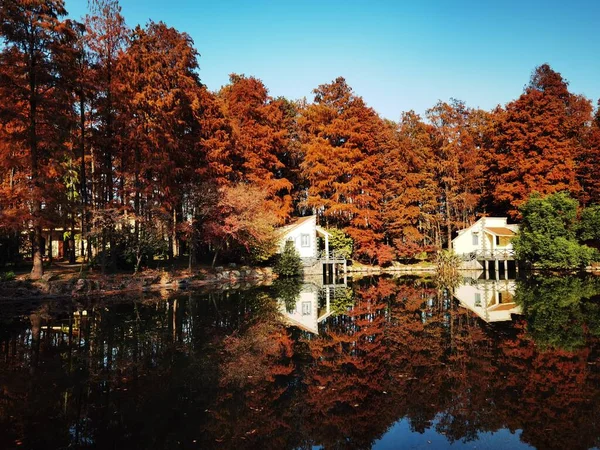 autumn landscape with trees and leaves