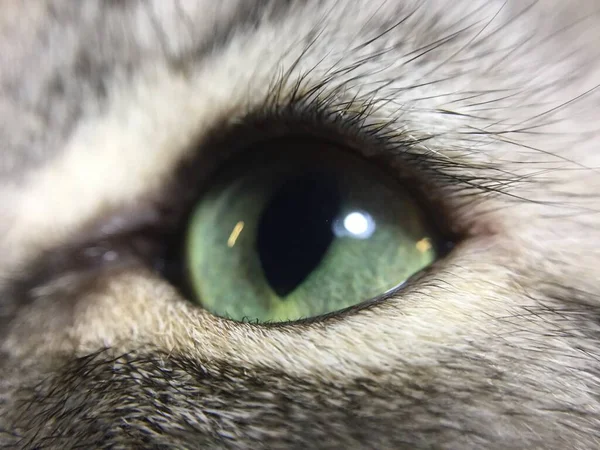 close up of a female eye with green eyes