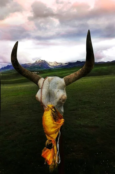 a bull with a horns on the background of the mountains