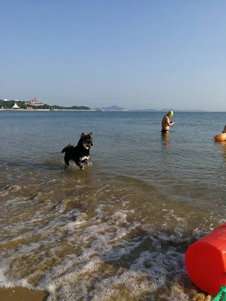 dog in the sea