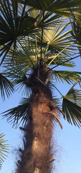 palm tree in the desert