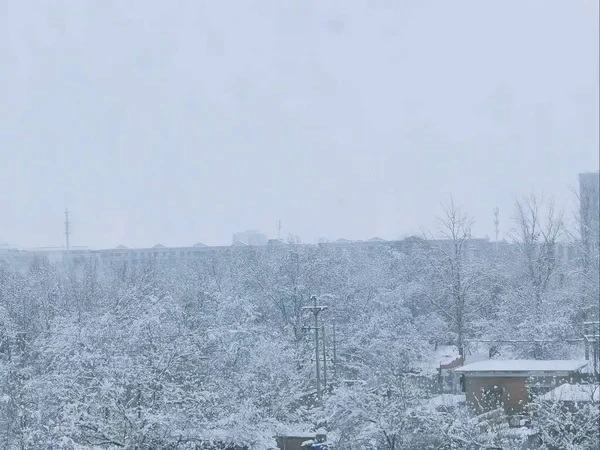 winter landscape with snow covered trees