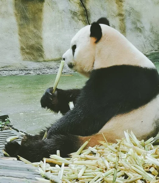 giant panda eating bamboo in the zoo