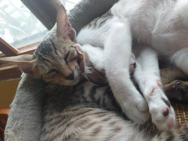 cute cat sleeping on the couch