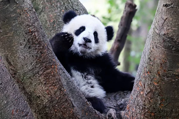 panda on the tree