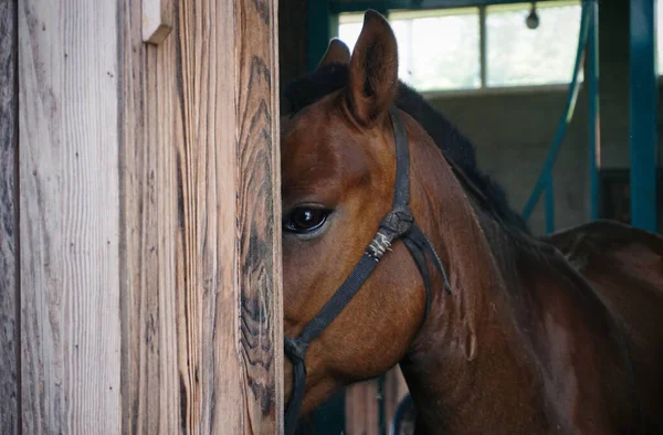 a closeup shot of a brown horse in a stable