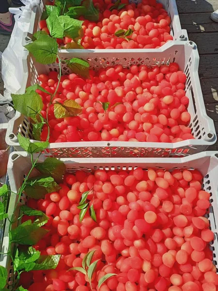 red and white tomatoes in a box