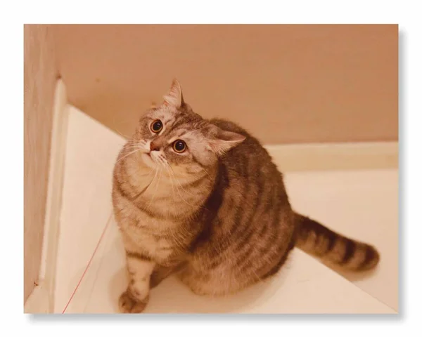 cute cat with a box on a white background