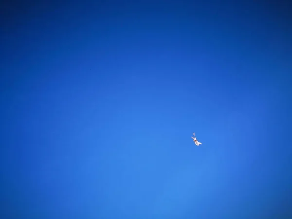 aerial view of a bird in the sky