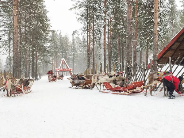 winter forest, snow, trees, animals, horses,