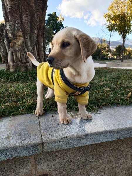 a yellow labrador retriever on the street