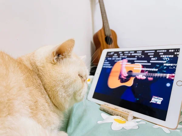 cat lying on the bed with a phone