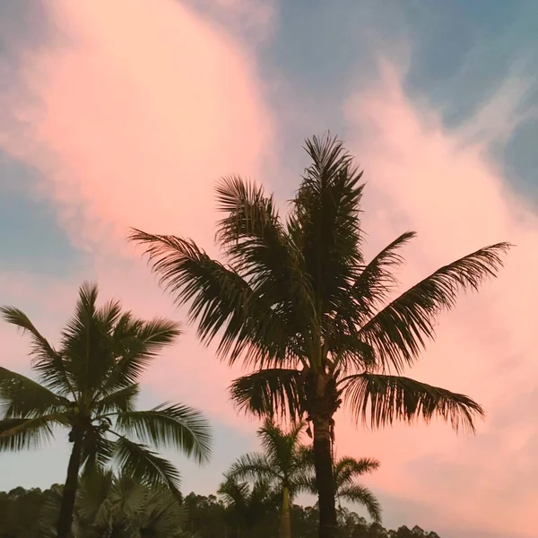 beautiful tropical sunset with palm trees and sun