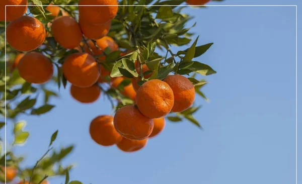 ripe orange fruit on a branch in the garden