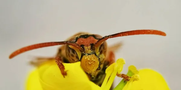 macro photo of a wasp on a flower