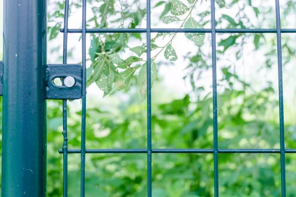 window with green leaves and blinds