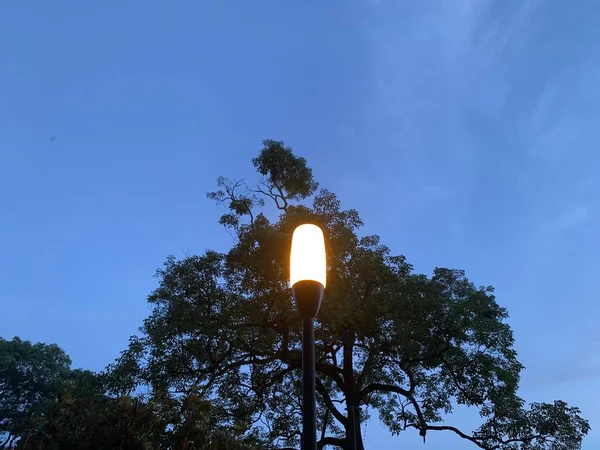 lamp on the tree