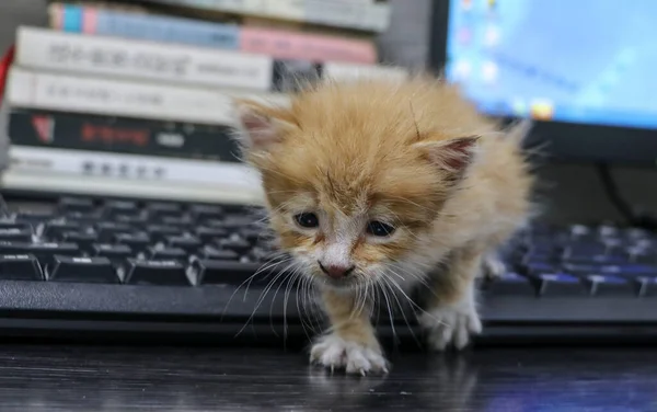 a cat is sitting on a keyboard of a laptop.