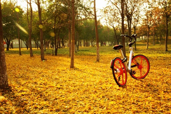 autumn park with a bicycle