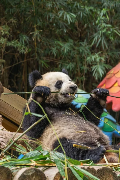 a closeup shot of a cute panda in a zoo
