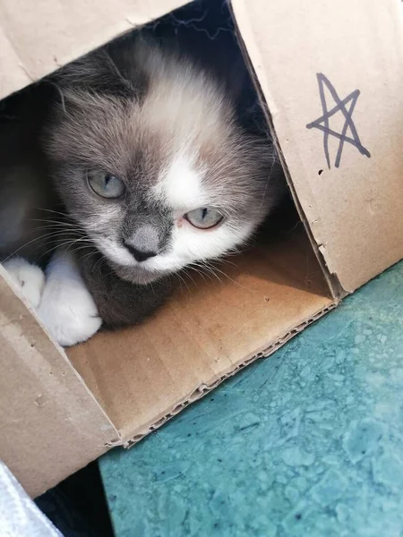 cute cat with box on the floor
