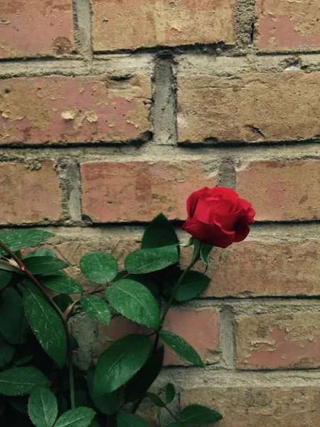 red roses on a brick wall background