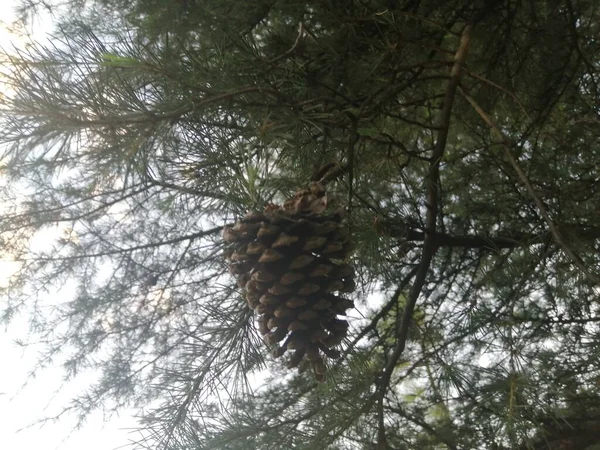 pine tree branches, flora and nature