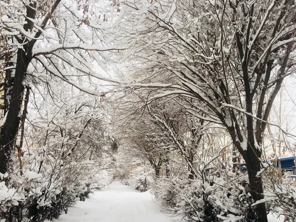 stock image winter landscape with snow covered trees