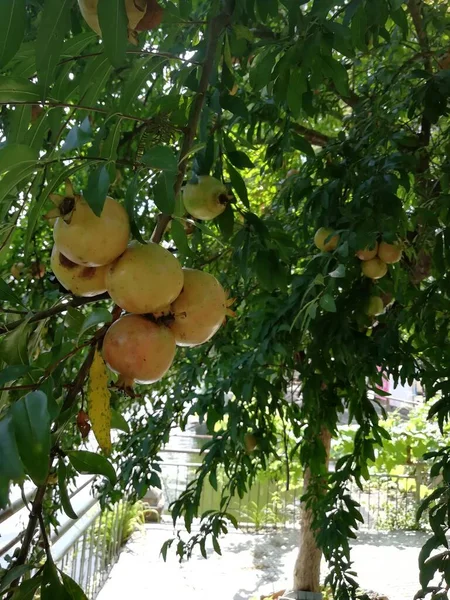 green and yellow fruits on the tree