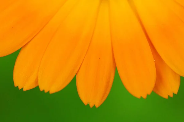 beautiful yellow flower on a green background