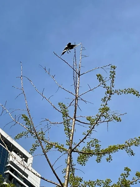 bird nest on the roof of the house