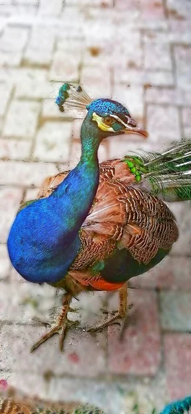 beautiful peacock with blue eyes