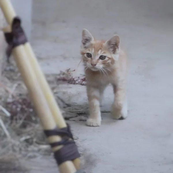 cat with a brush on the background of the house