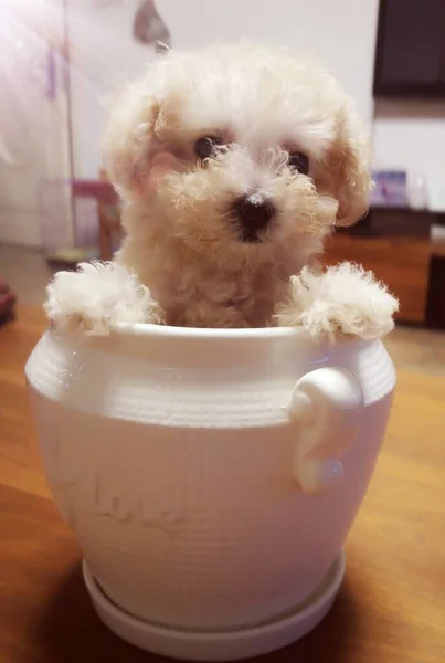 cute dog with a cup of coffee