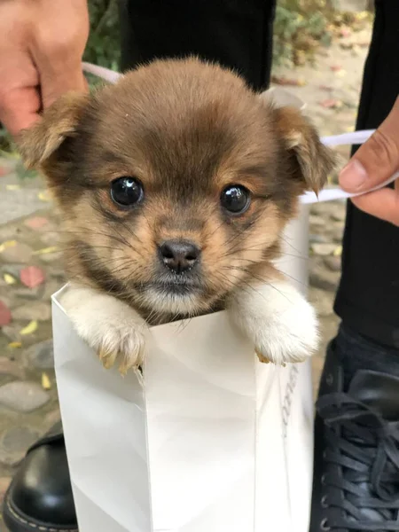 chihuahua dog in the hands of a pomeranian spitz