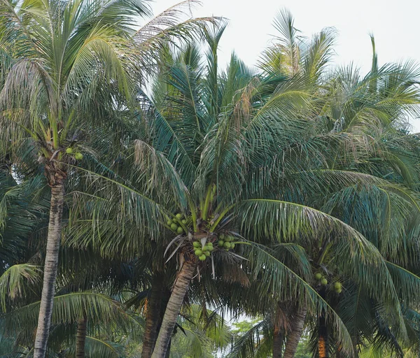 palm trees in the park