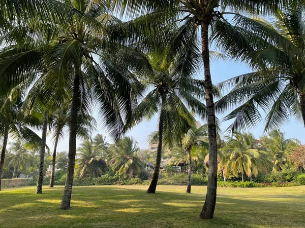 palm trees in the park