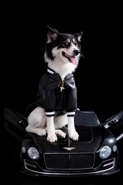 dog with a car on a black background