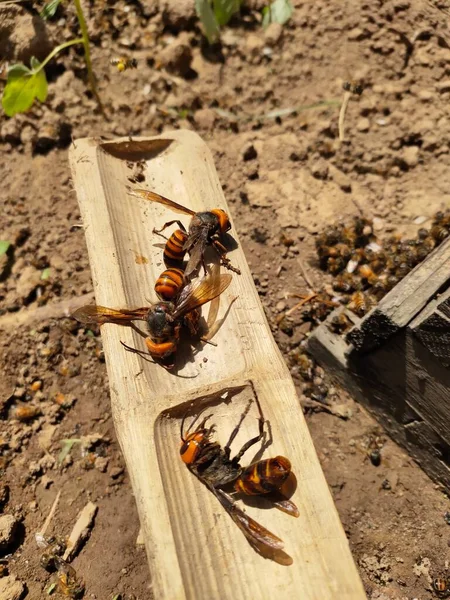 bee feeding on the ground