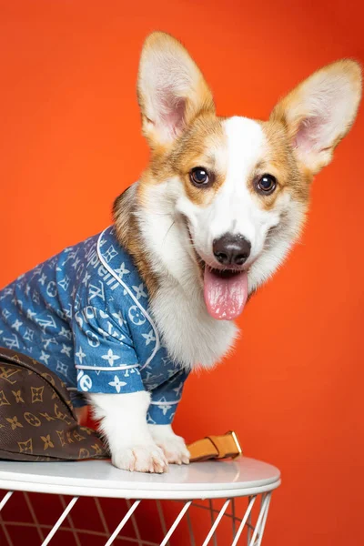 dog with a red bow tie and a gift box on a colored background