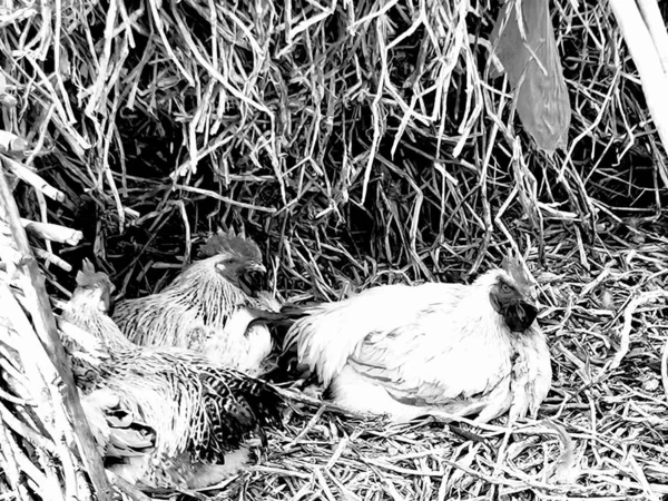 black and white photo of a young bird