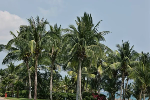 palm trees in the park