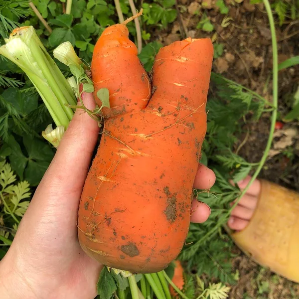 hand holding carrots in the garden
