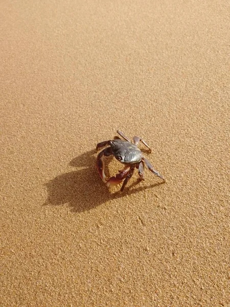 Ermite Crabe Sur Plage Sable — Photo