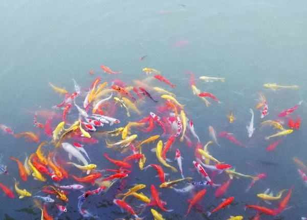 beautiful colorful fish in the water