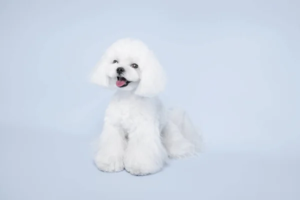 White Poodle Dog Pink Background Stok Lukisan  