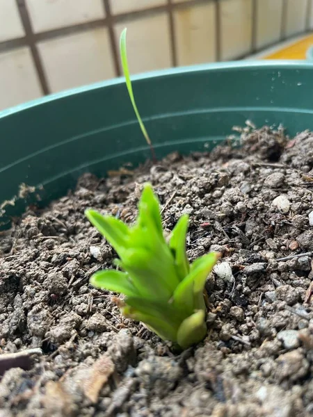 Planta Verde Jardín — Foto de Stock